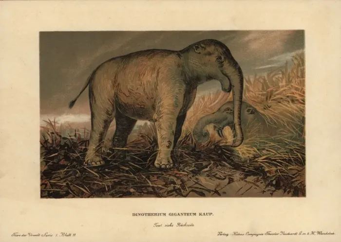 Framed Print : Deinotherium giganteum, large prehistoric relative Framed Print : Deinotherium giganteum, large prehistoric relative