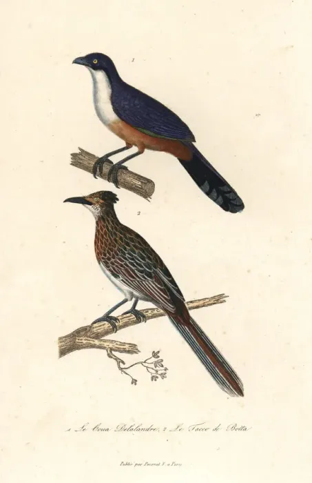 Framed Print : Delalandes coua (extinct), and greater roadrunner Framed Print : Delalandes coua (extinct), and greater roadrunner