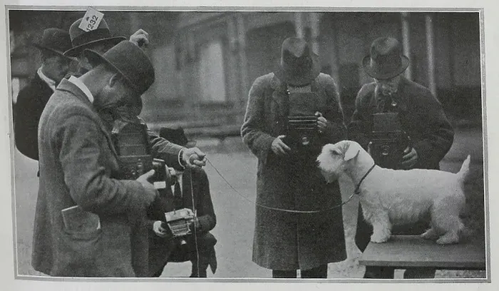 Framed Print : Delf Defiance, Show Dog Framed Print : Delf Defiance, Show Dog