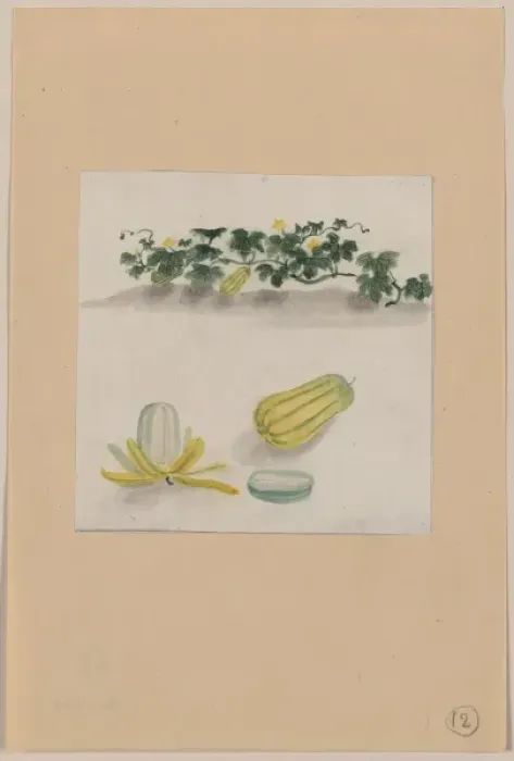 Framed Print : Delicata squash with plant vines growing in the background Framed Print : Delicata squash with plant vines growing in the background