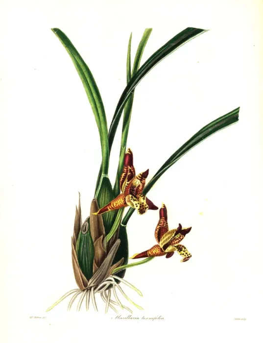 Framed Print : Delicate-leafed maxillaria or coconut pie Framed Print : Delicate-leafed maxillaria or coconut pie