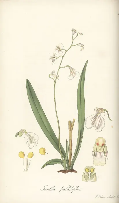 Framed Print : Delicate violet orchid, Ionopsis utricularioides Framed Print : Delicate violet orchid, Ionopsis utricularioides