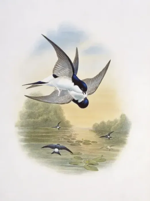 Framed Print : Delichon urbicum, northern house martin Framed Print : Delichon urbicum, northern house martin