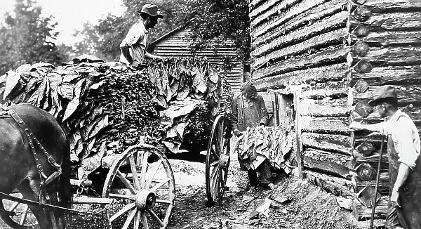 Delivering plants to a curing barn, Tobacco plantation, USA