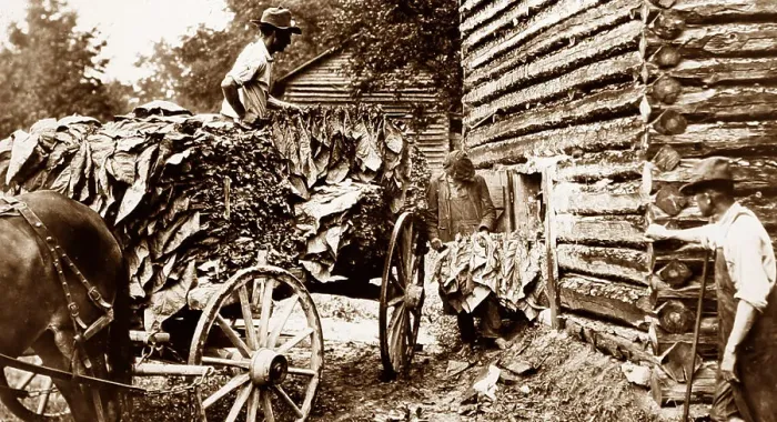 Framed Print : Delivering plants to a curing barn, Tobacco plantation, USA Framed Print : Delivering plants to a curing barn, Tobacco plantation, USA