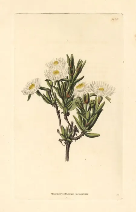 Framed Print : Delosperma invalidum Framed Print : Delosperma invalidum