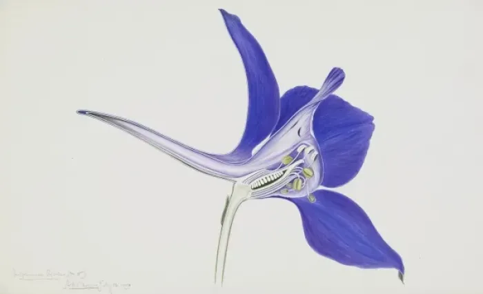 Framed Print : Delphinium ajacis, rocket larkspur Framed Print : Delphinium ajacis, rocket larkspur