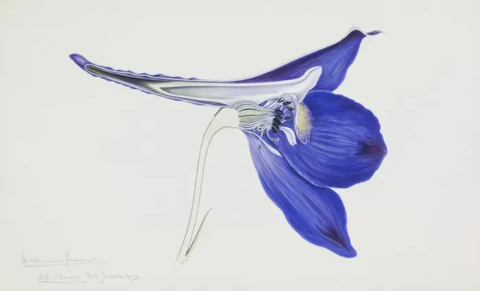 Framed Print : Delphinium formosum, hardy larkspur Framed Print : Delphinium formosum, hardy larkspur