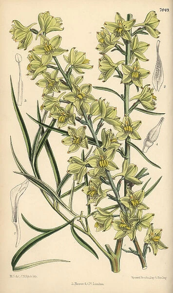 Delphinium zalil, native of Khorasan, Afghanistan