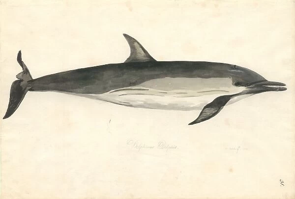 Delphinus delphis, common dolphin