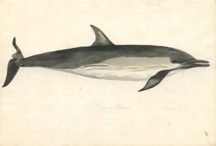 Framed Print : Delphinus delphis, common dolphin Framed Print : Delphinus delphis, common dolphin