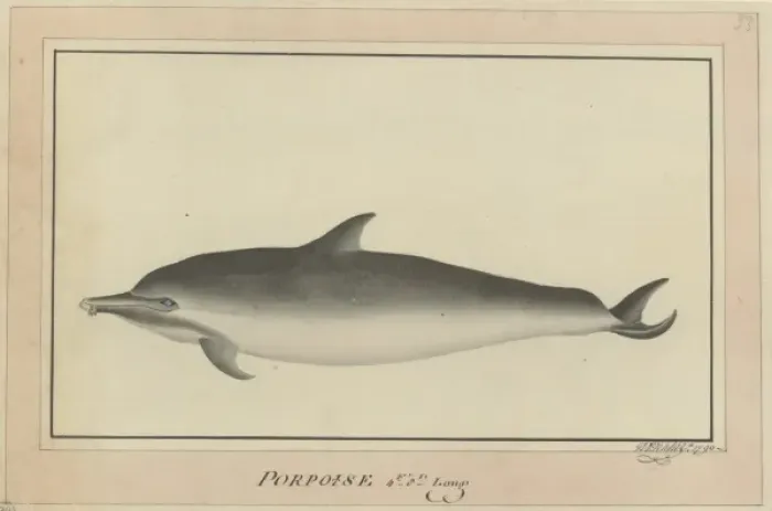 Framed Print : Delphinus delphis, short-beaked common dolphin Framed Print : Delphinus delphis, short-beaked common dolphin