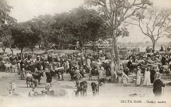 The Delta Barrage, Egypt - Donkey Market