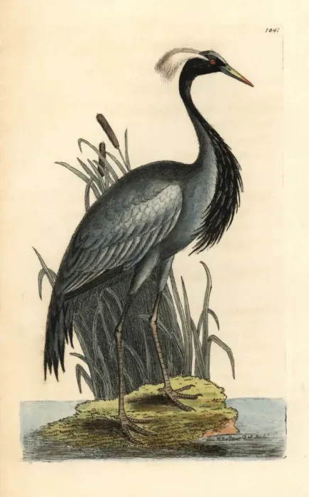 Framed Print : Demoiselle crane, Anthropoides virgo Framed Print : Demoiselle crane, Anthropoides virgo