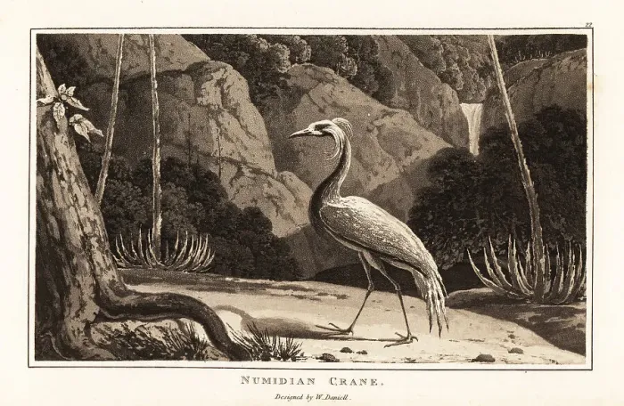 Framed Print : Demoiselle crane, Grus virgo, in a dramatic landscape, Africa Framed Print : Demoiselle crane, Grus virgo, in a dramatic landscape, Africa