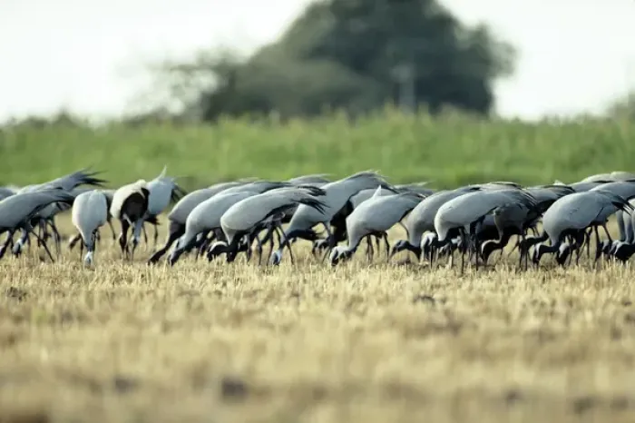 Framed Print : Demoiselle Cranes - feeding Framed Print : Demoiselle Cranes - feeding