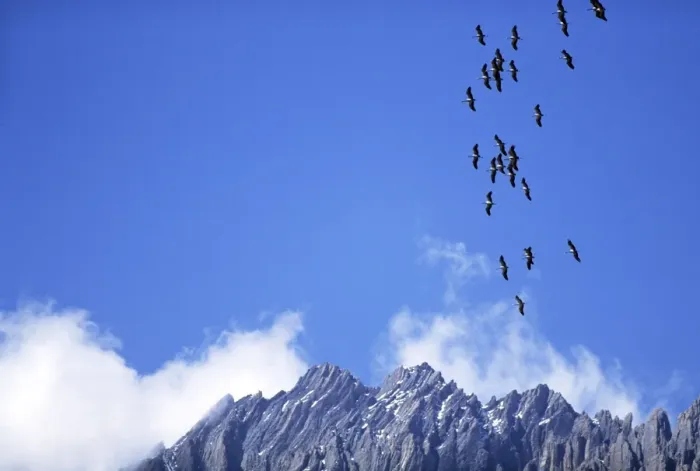 Framed Print : DEMOISELLE CRANES - In flight, over mountains Framed Print : DEMOISELLE CRANES - In flight, over mountains