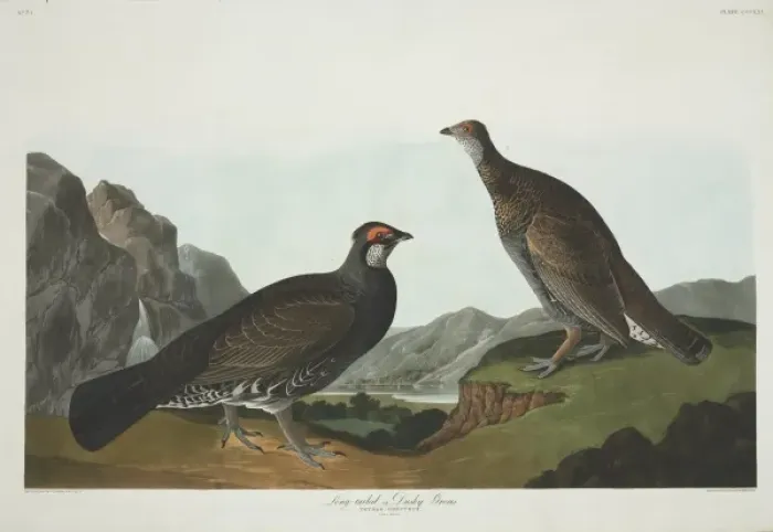 Framed Print : Dendragapus obscurus, blue grouse Framed Print : Dendragapus obscurus, blue grouse