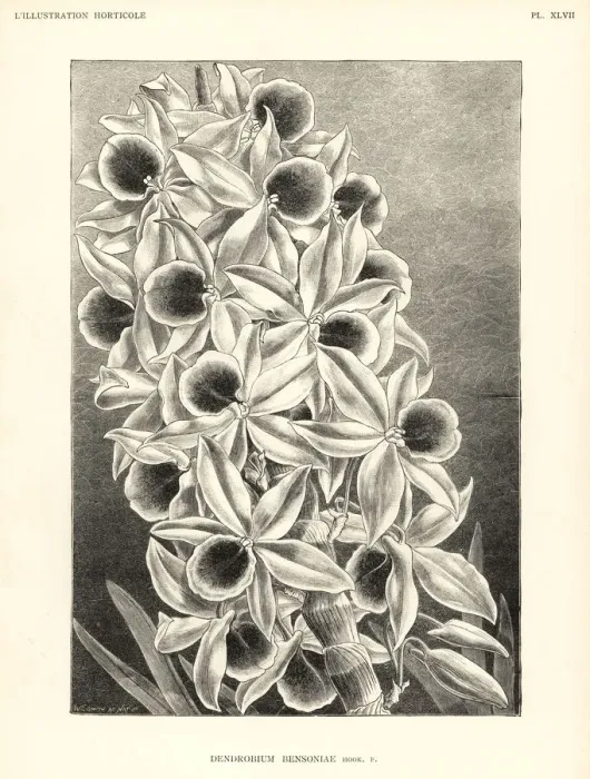 Framed Print : Dendrobium bensoniae orchid Framed Print : Dendrobium bensoniae orchid