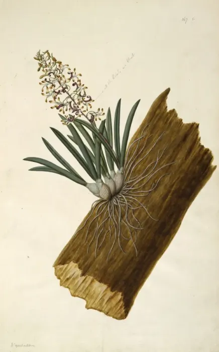 Framed Print : Dendrobium canaliculatum, teatree orchid Framed Print : Dendrobium canaliculatum, teatree orchid