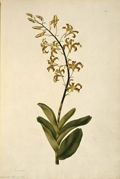 Dendrobium discolor, golden orchid