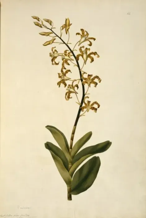 Framed Print : Dendrobium discolor, golden orchid Framed Print : Dendrobium discolor, golden orchid