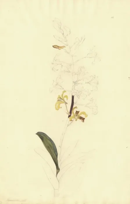 Framed Print : Dendrobium discolor, golden orchid Framed Print : Dendrobium discolor, golden orchid