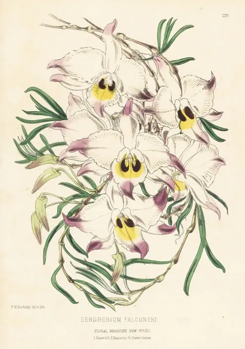 Framed Print : Dendrobium falconeri, or the chuan zhu shi hu orchid Framed Print : Dendrobium falconeri, or the chuan zhu shi hu orchid