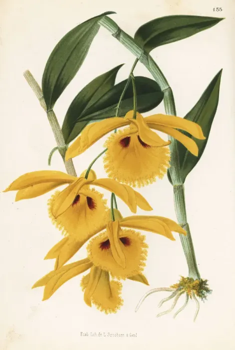 Framed Print : Dendrobium hookerianum orchid Framed Print : Dendrobium hookerianum orchid