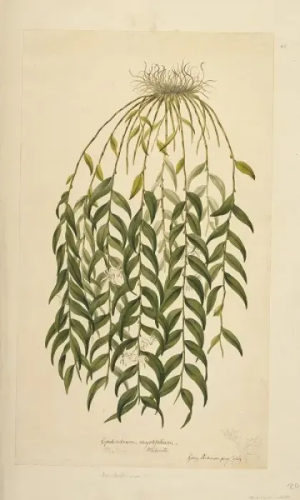Framed Print : Dendrobium involutum, ladder orchid Framed Print : Dendrobium involutum, ladder orchid