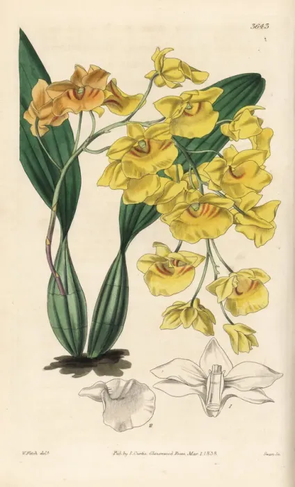 Framed Print : Dendrobium lindleyi orchid Framed Print : Dendrobium lindleyi orchid