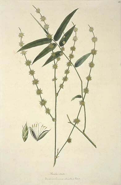 Dendrocalamus strictus, giant bamboo