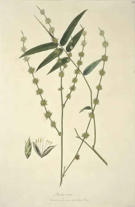 Framed Print : Dendrocalamus strictus, giant bamboo Framed Print : Dendrocalamus strictus, giant bamboo