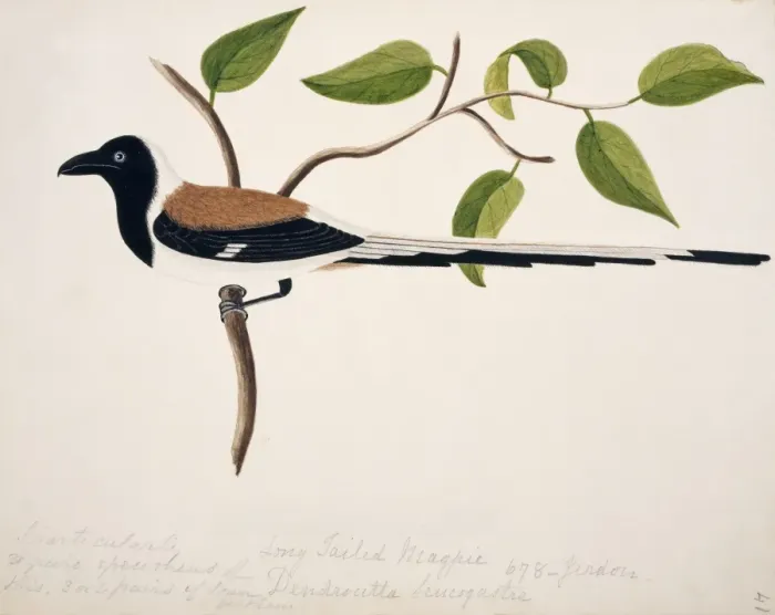 Framed Print : Dendrocitta leucogastra, white-billed treepie Framed Print : Dendrocitta leucogastra, white-billed treepie