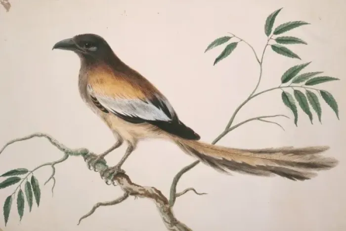 Framed Print : Dendrocitta vagabunda, rufous treepie Framed Print : Dendrocitta vagabunda, rufous treepie