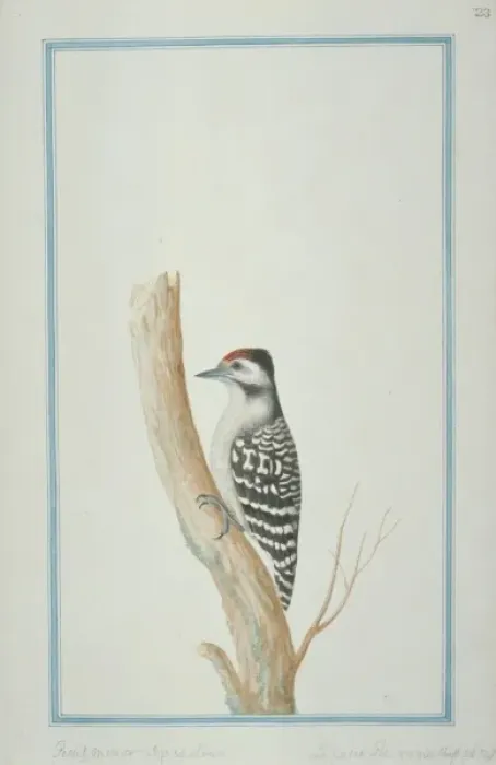 Framed Print : Dendrocopos macei analis, fulvous-breasted woodpecker Framed Print : Dendrocopos macei analis, fulvous-breasted woodpecker