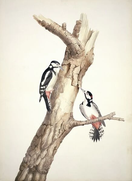 Dendrocopos major, great spotted woodpecker