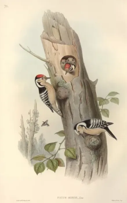 Framed Print : Dendrocopos minor, lesser spotted woodpecker Framed Print : Dendrocopos minor, lesser spotted woodpecker