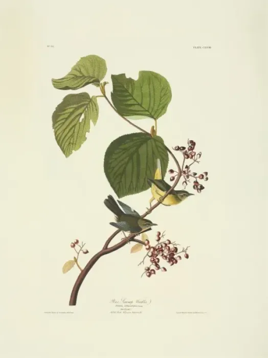 Framed Print : Dendroica caerulescens, black-throated blue warbler Framed Print : Dendroica caerulescens, black-throated blue warbler