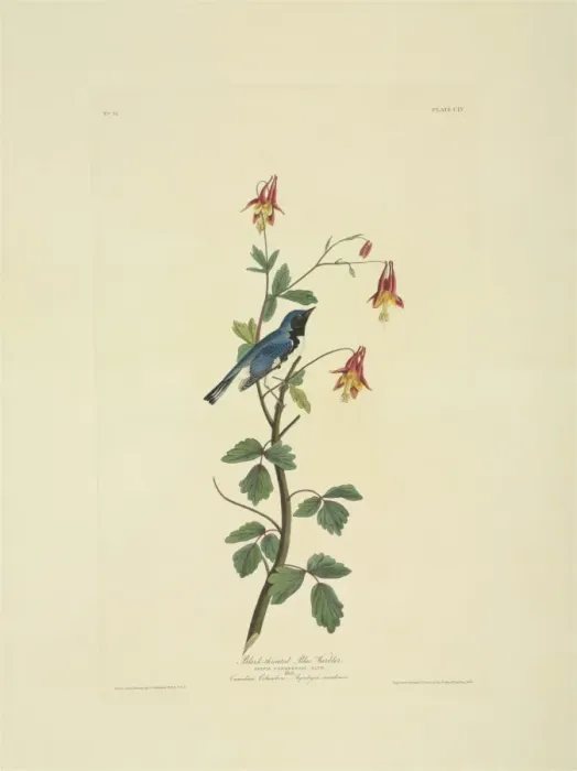 Framed Print : Dendroica caerulescens, black-throated blue warbler Framed Print : Dendroica caerulescens, black-throated blue warbler