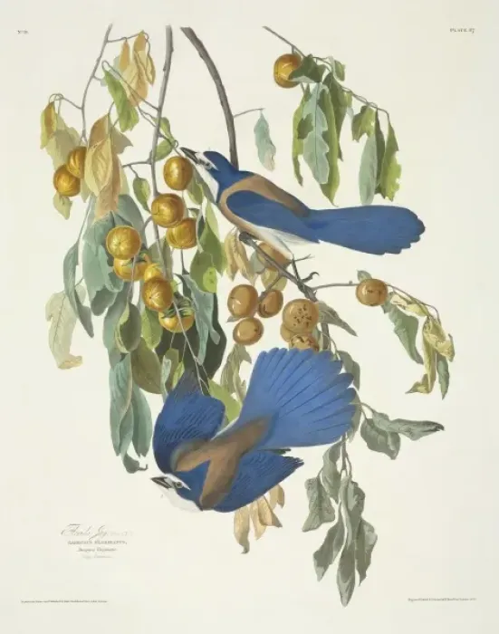 Framed Print : Dendroica castanea, bay-breasted warbler Framed Print : Dendroica castanea, bay-breasted warbler
