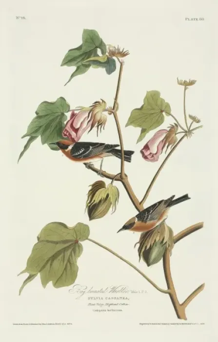 Framed Print : Dendroica castanea, bay-breasted warbler Framed Print : Dendroica castanea, bay-breasted warbler