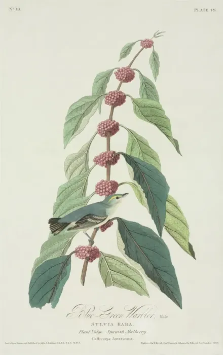 Framed Print : Dendroica cerulea, cerulean warbler Framed Print : Dendroica cerulea, cerulean warbler