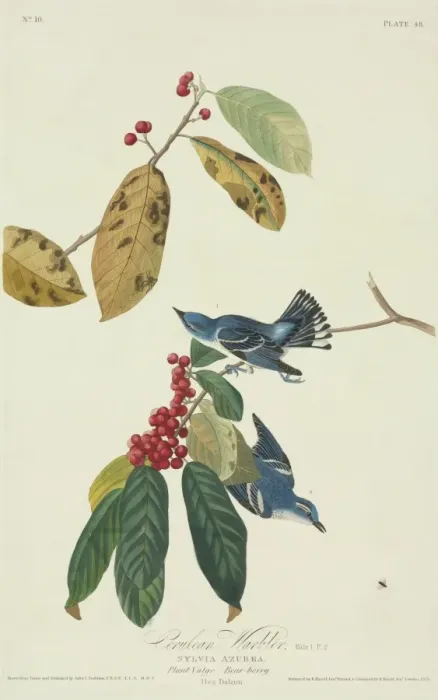Framed Print : Dendroica cerulea, cerulean warbler Framed Print : Dendroica cerulea, cerulean warbler