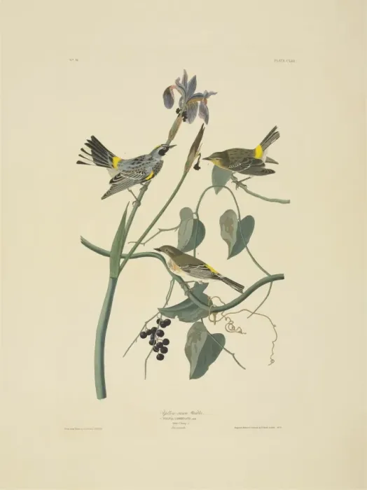 Framed Print : Dendroica coronata, yellow-rumped warbler Framed Print : Dendroica coronata, yellow-rumped warbler
