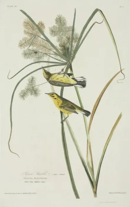Framed Print : Dendroica discolor, prairie warbler Framed Print : Dendroica discolor, prairie warbler
