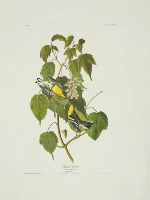 Framed Print : Dendroica fusca, Blackburnian warbler Framed Print : Dendroica fusca, Blackburnian warbler