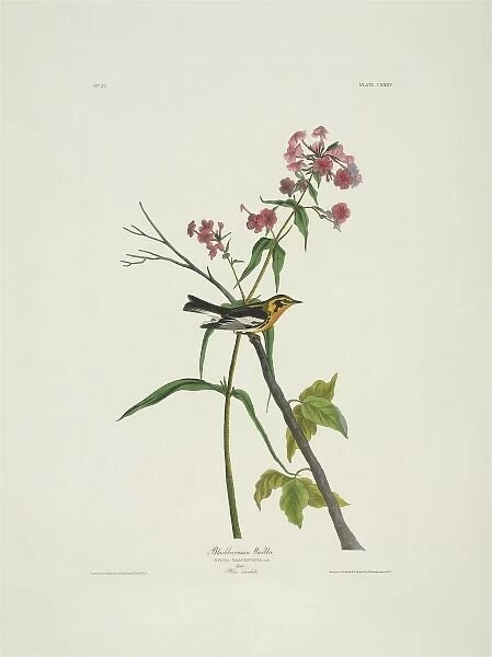 Dendroica fusca, Blackburnian warbler