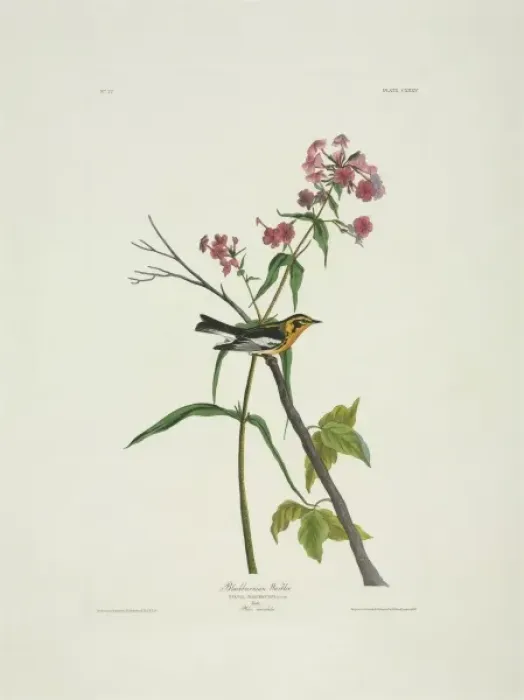 Framed Print : Dendroica fusca, Blackburnian warbler Framed Print : Dendroica fusca, Blackburnian warbler