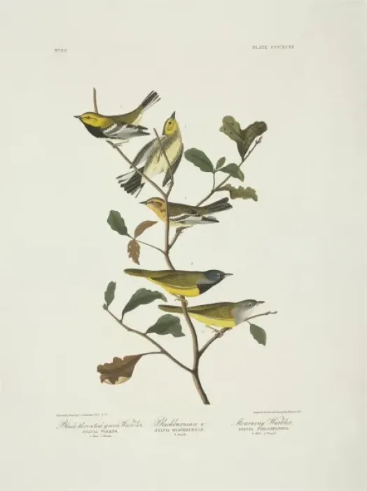 Framed Print : Dendroica fusca, Dendroica virens, Oporornis tolmiei Framed Print : Dendroica fusca, Dendroica virens, Oporornis tolmiei
